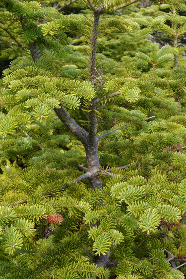 30 BALSAM FIR Tree Abies Balsamea Christmas Tree Silver Pine Canadian Fir Native Evergreen Seeds